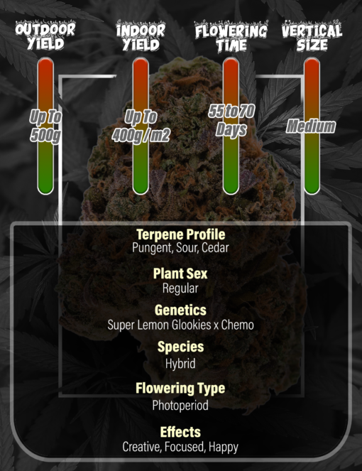 Super Chemo - Regular Photoperiod - Seed Canary