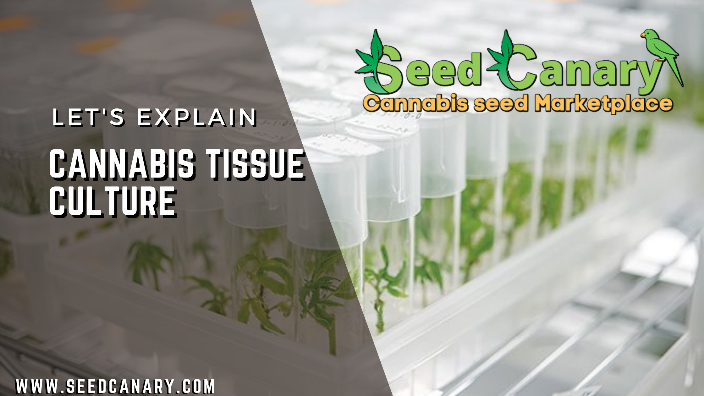 Cannabis Tissue Culture - Lets Explain. - Seed Canary