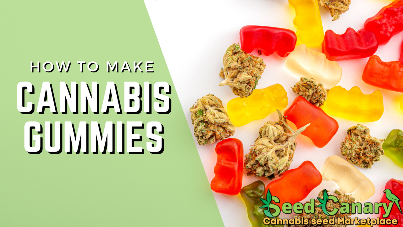 How To Make Cannabis Gummies - Seed Canary