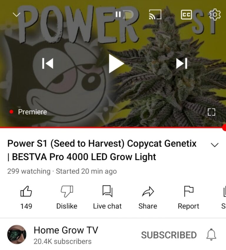 Power S1 Copycat Genetix ORIGINAL FEMS - Seed Canary