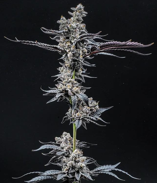 Pineapple Fruz - Seed Junky Genetics - Seed Canary