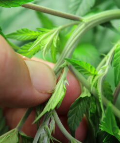 Dragonsblood cannabis plant