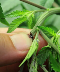 Dragonsblood Hashplant marijuana that bleeds red