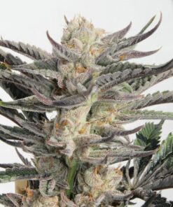 Good Heavens cannabis strain