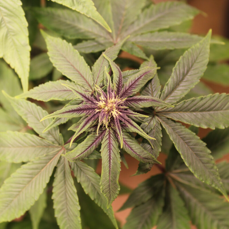 Purple Smooth Leaf Annunaki Genetics Seed Canary