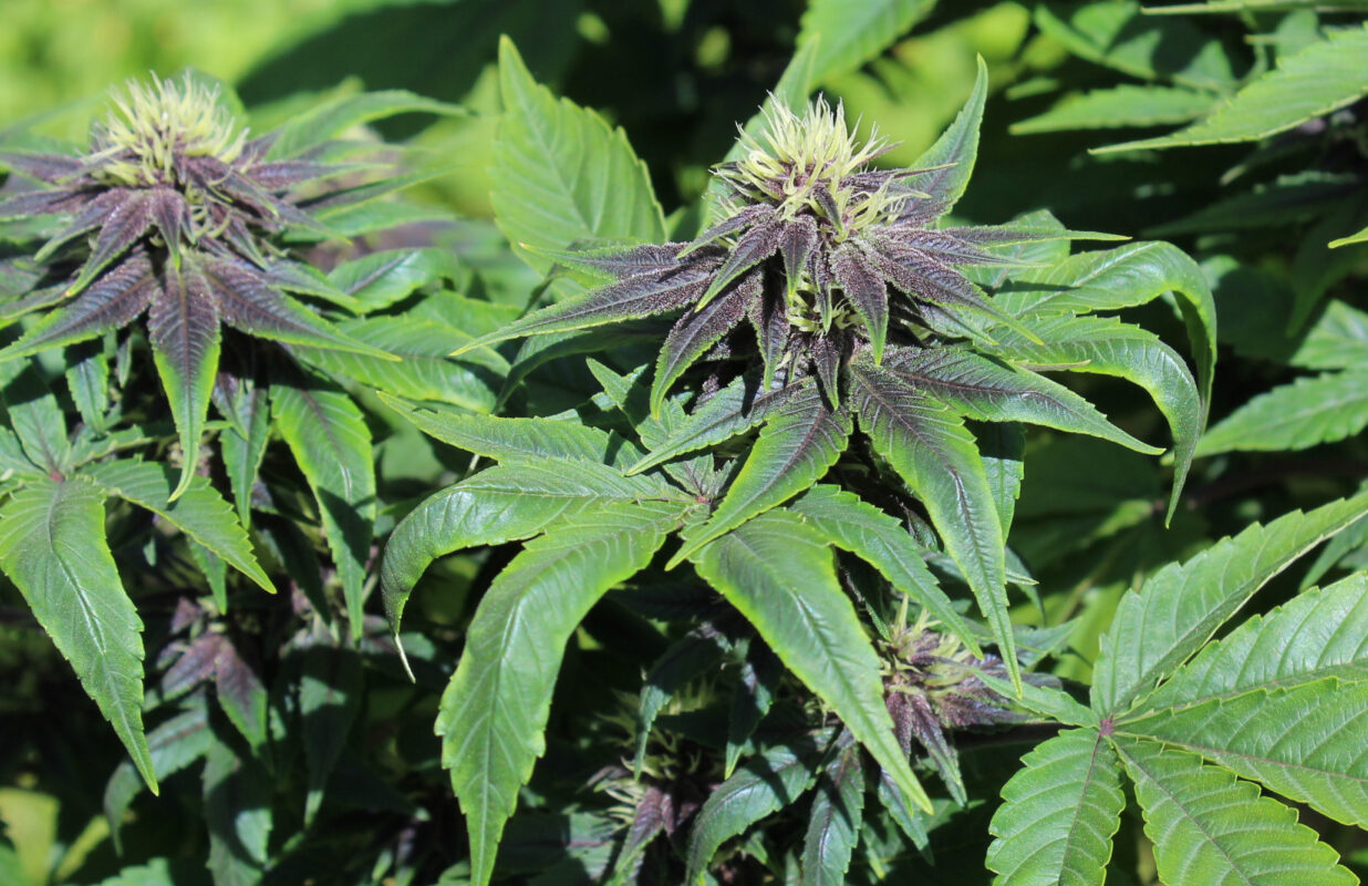 Purple Smooth Leaf Annunaki Genetics Seed Canary