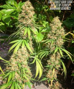 Easr Coasr Sour Soda cannabis cultivar