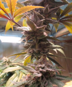 Prism cannabis strain