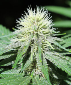 Gratisfaction marijuana strain