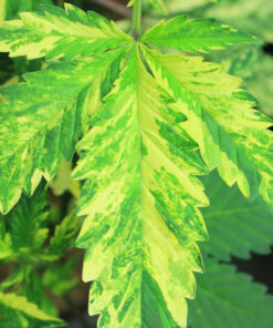 Variegated cannabis foliage