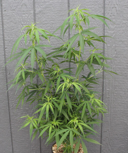 Punto Rojo male cannabis plant