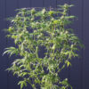 Pelo Rojo cannabis plant