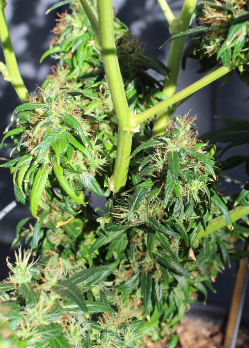Pelo Rojo marijuana plant