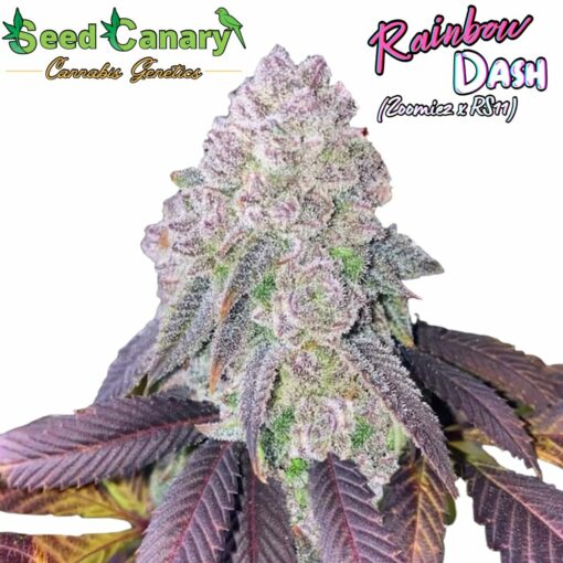 Rainbow Dash (Zoomiez x RS11) - Regular Seeds