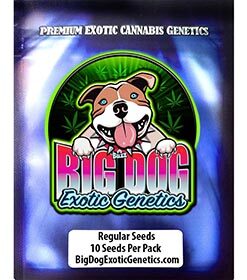 Big Dog Exotic Genetics