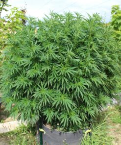 Black Cherry Soda outdoor cannabis plant