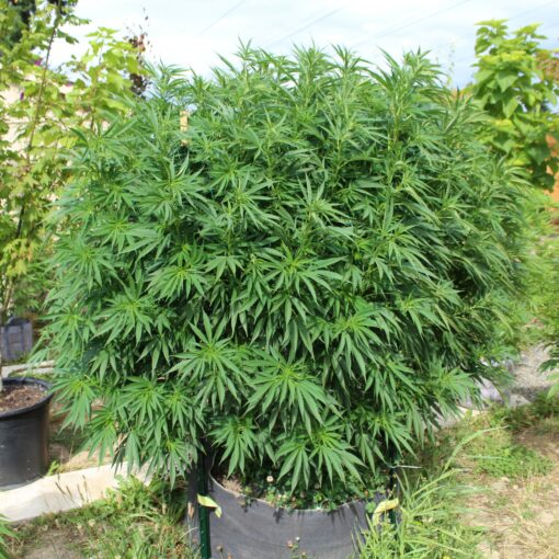 Black Cherry Soda outdoor cannabis plant