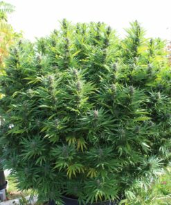 Legendary Black Cherry Soda plant outdoors