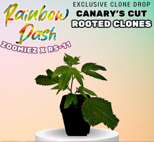 "Start A Grow" Bundle | Includes: A Cultivar Lab Mini, Cannabis Seeds, Spore Syringes, & A Rooted Clone! - Image 7