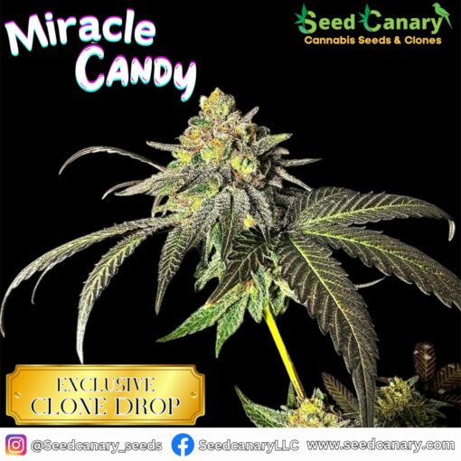 Miracle Candy (Canary's Cut) - Rooted Clone - Image 3