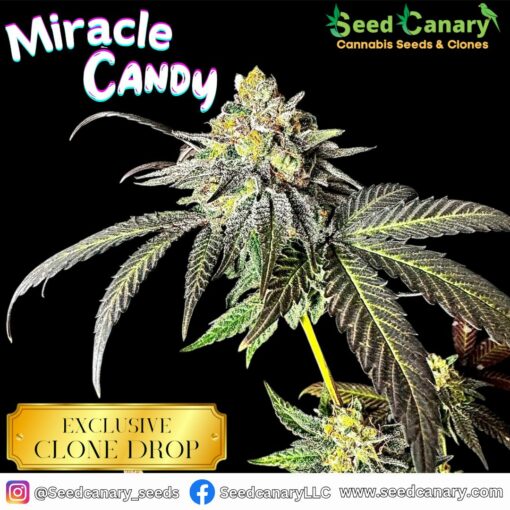 Miracle Candy (Canary's Cut) - Rooted Clone - Image 2