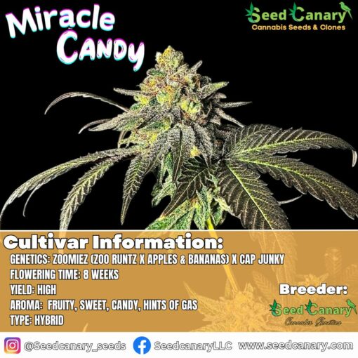 Miracle Candy (Canary's Cut) - Rooted Clone