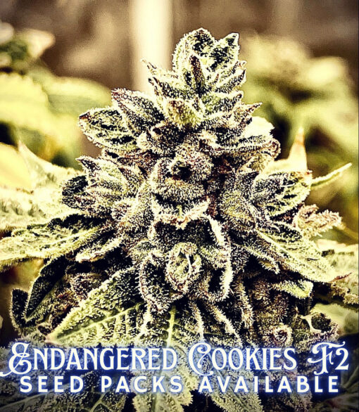 Endangered Cookies F2 (14+ seeds)