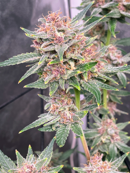 DurbanSkunk