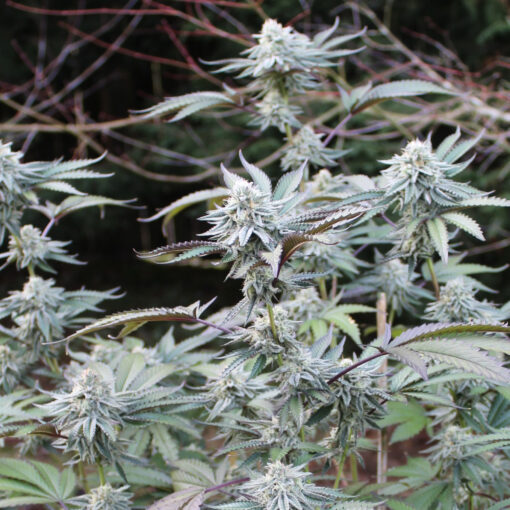 Paradisiac cannabis strain, bred by Annunaki Genetics