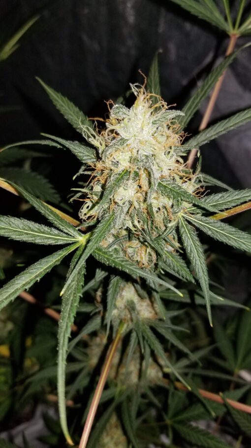 Diesel Moonshine Clone