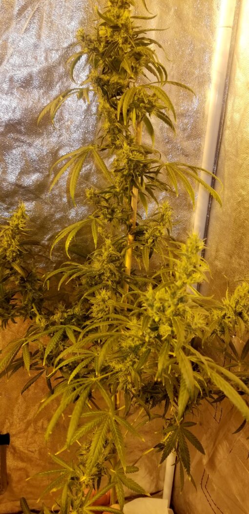 Blueberry Thai Clone - Image 2