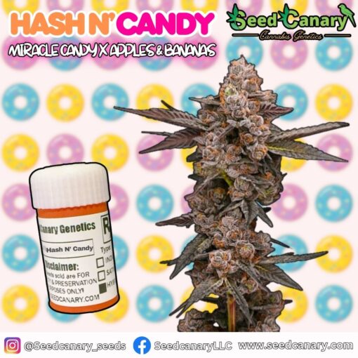 Hash N' Candy - Regular Seeds