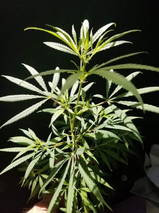 Colombian Gold Clone