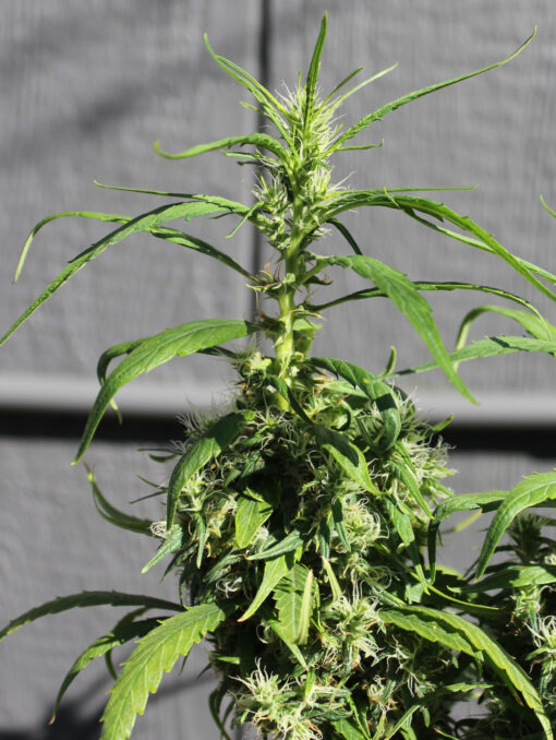 Santa Marta Colombia Gold cannabis clone