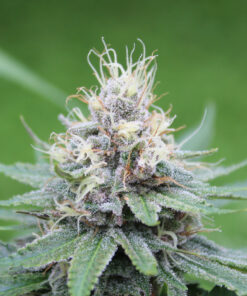 Dutch Soda bred by Annunaki Genetics