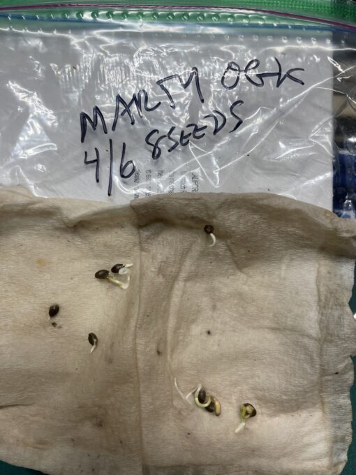 Marty OG F2 6 pack $2/ea seeds- just cover shipping Mac x OG Kush - Image 3