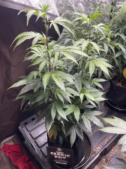 Soylent Mac - Mac Cowboy Cut crossed with Soylent Green (Slurricane x OG Kush) 2 pack regular seeds $10/ea seed - plus shipping handling (Copy) - Image 7