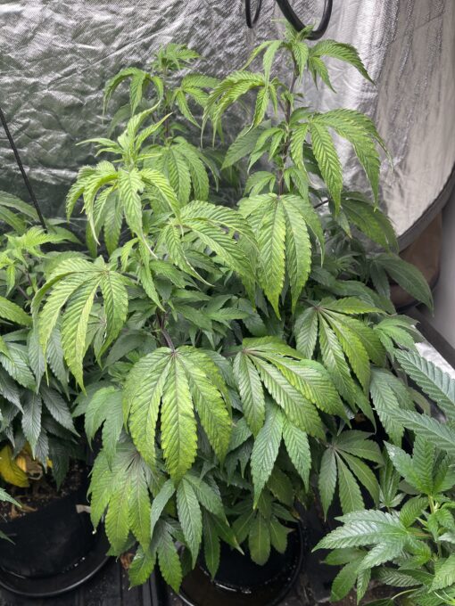 Soylent Mac - Mac Cowboy Cut crossed with Soylent Green (Slurricane x OG Kush) 2 pack regular seeds $10/ea seed - plus shipping handling (Copy) - Image 8