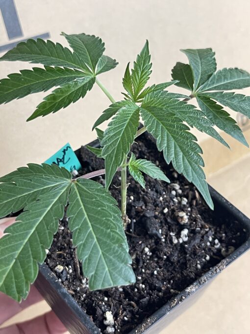 Soylent Mac - Mac Cowboy Cut crossed with Soylent Green (Slurricane x OG Kush) 2 pack regular seeds $10/ea seed - plus shipping handling (Copy) - Image 9